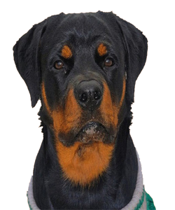 POLO The Rottweiler